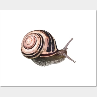 White-Lipped Snail / Cepaea hortensi Posters and Art